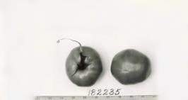 Click for 1 image(s) for this accession. FRUIT